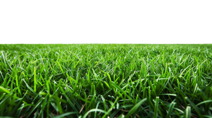 Fototapeta premium grass line
