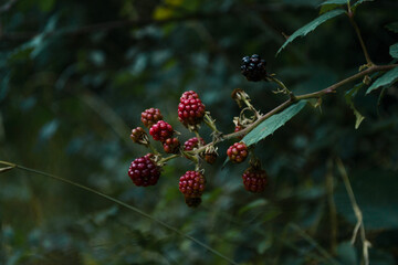 Closeup of wild berries in the deep dark green forrest 