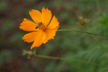 Bee on Cosmos flower close up .