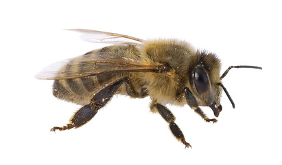 Abeille sur fond blanc