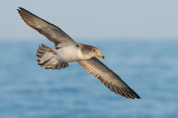 Scopoli's Shearwater (Calonectris diomedea) in flight.
