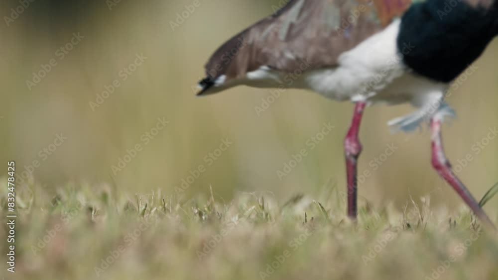 Sticker Southern Lapwing walks on the coast of the pond during sunny day