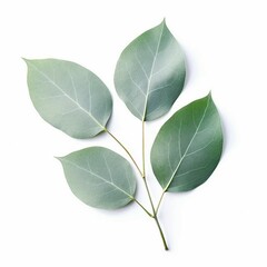 Naklejka premium green leaves isolated on white background