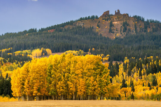 grove of yellow leaves Aspen trees with rabbit ears pass in the background, Steamboat Springs Colorado