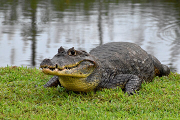 Cocodrilo