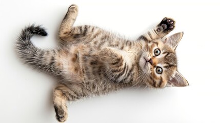 adorable kitten posing playfully top view of cute cat isolated on white pet animal studio photography