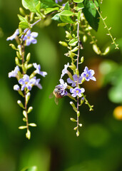 Abeja escondida