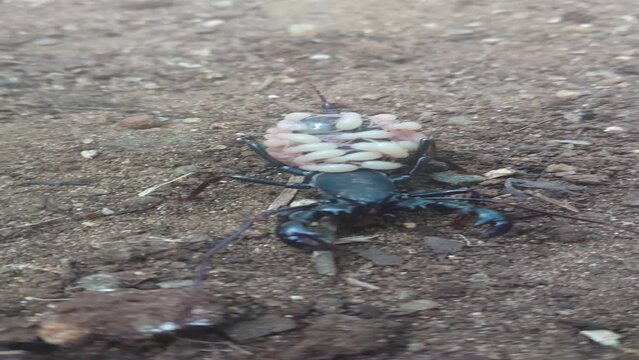 spider on the ground