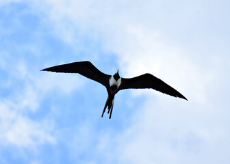 Gaviota panameña