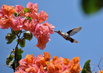 Colibrí y veranera © MariaLucia