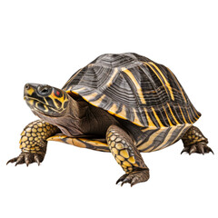 Turtle Isolated on transparent or white background