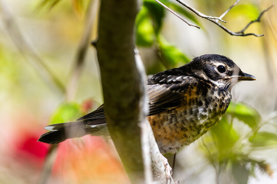 Young American Robin: First Flutters of Freedom