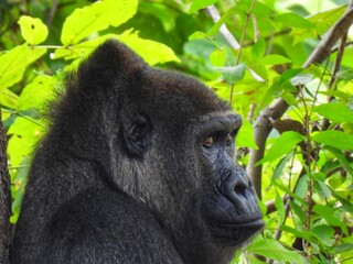 Gorilla Portrait