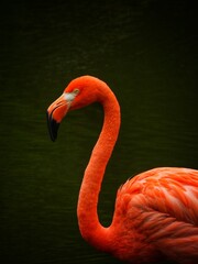 Close Up of a Pink Flamingo
