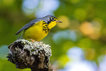 Canada Warbler