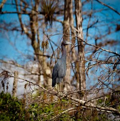 Little Blue Heron