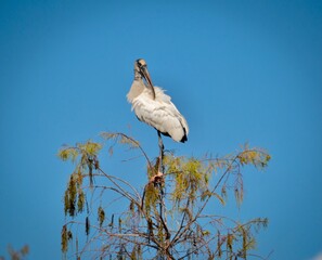 Woodstork

