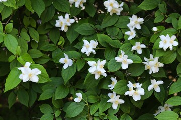 Naklejka premium shrub with dark green leaves and white flowers. concepts: spring activities or nature appreciation, gardening websites or articles, plant care guides, marketing for garden centers or plant nurseries.