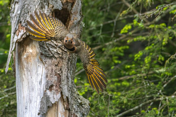 Northern Flicker