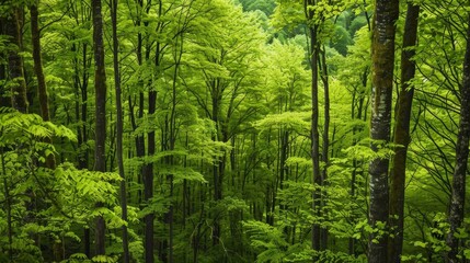 Fototapeta premium Seamless pattern depicting a lush forest scene with a dense canopy of green trees