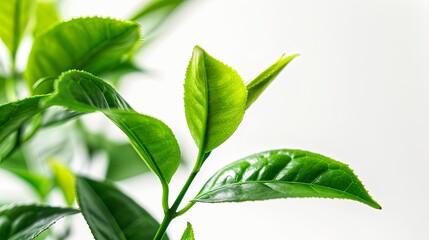 Obraz premium hyperrealistic green tea leaves isolated on pure white background highly detailed macro photography