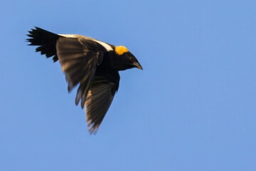 Bobolink