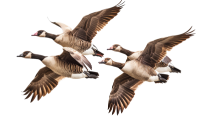 Flying geese, goose bird 