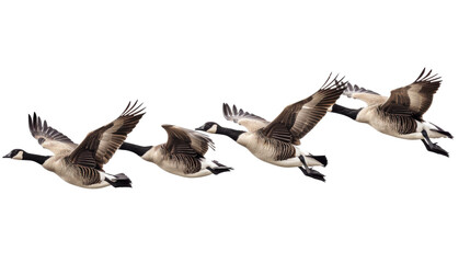 Obraz premium Flying geese, goose bird 