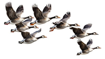 Obraz premium Flying geese, goose bird 