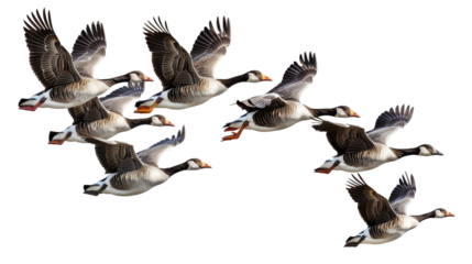 Flying geese, goose bird 
