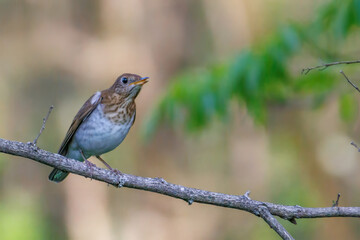 Veery