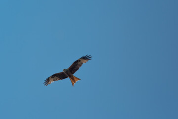 A red kite soars in the sky in search of prey. A beautiful bird of prey spreads its wings wide and flies in the clear sky, looking for rodents in the grass