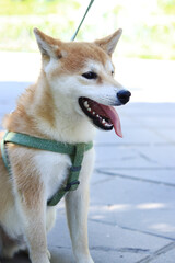 Cute face of a Shiba Inu dog on a walk in the park. Dog walking service. Pet. Walking the dog on a sunny spring or summer day. Shiba Inu dog with a harness