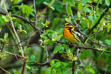 Blackburnian Warbler
