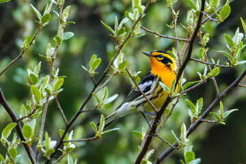 Blackburnian Warbler