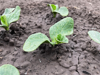 small green pumpkin sprouts growing on a bed in a vegetable garden