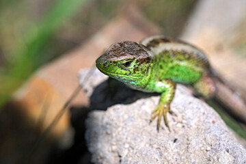 Zauneidechse ( Lacerta agilis ).