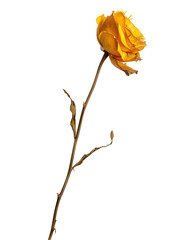 Single Yellow Rose with Stem Isolated on Transparent Background, PNG