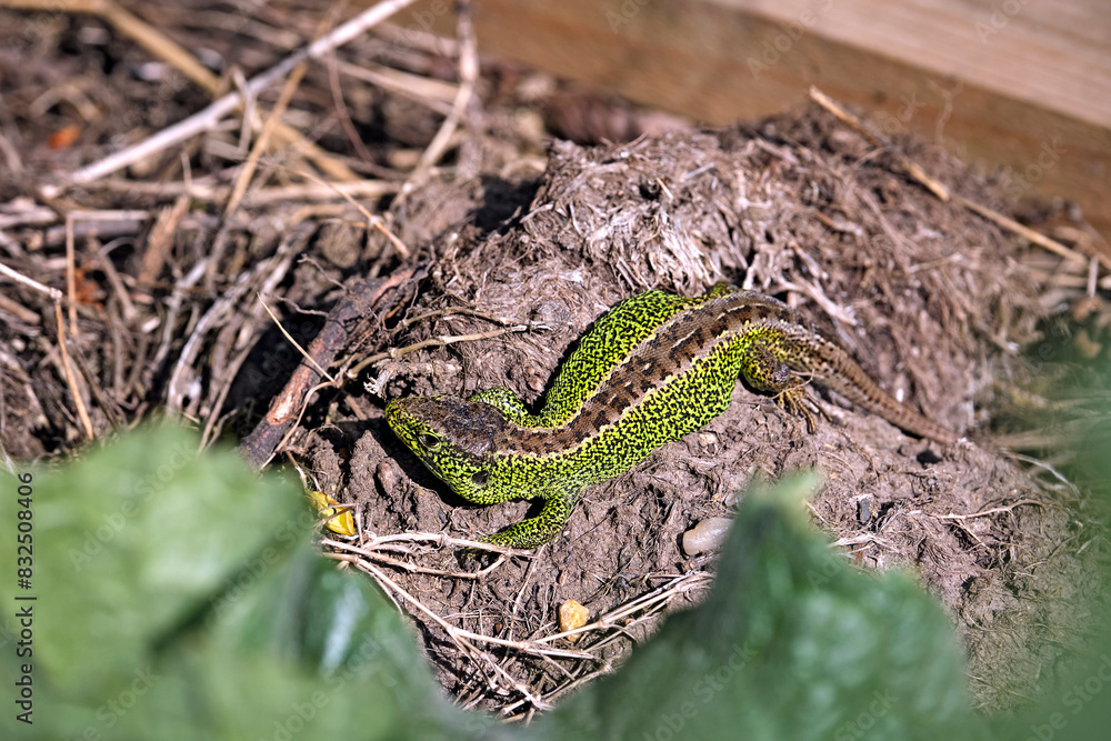 Wall mural zauneidechse ( lacerta agilis ).