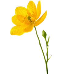 Bright Yellow Flower with Bud and Stem, Isolated on Transparent Background, PNG.