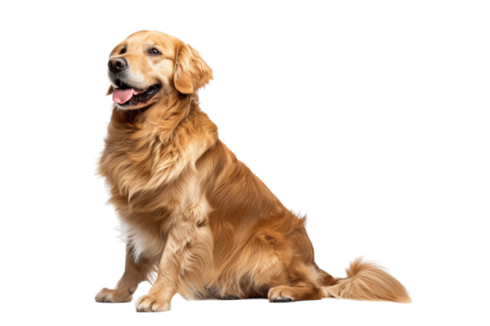 Golden Retriever Dog Sitting and Smiling, Isolated on Transparent Background, PNG.
