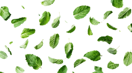 Falling mint leaves, spearmint