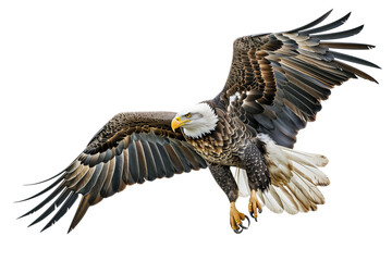 Obraz premium Majestic Bald Eagle in Flight with Wings Spread, isolated on transparent background, PNG.