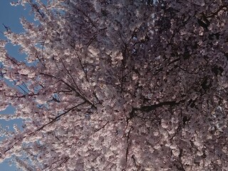 cherry tree blossom