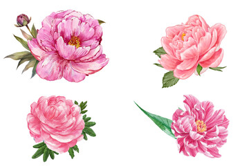 Pink peony flowers collection in watercolor. Floral arrangement for card, invitation, decoration on transparent background