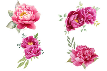 Pink peony flowers collection. Floral arrangement bouquet watercolor on transparent background
