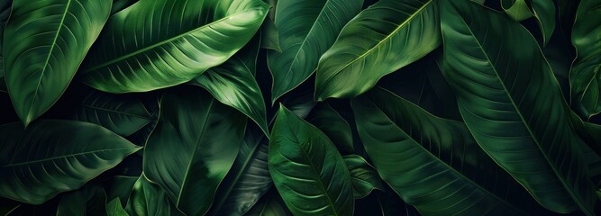 Green leaves on dark background with central spot nature's beauty in close up view