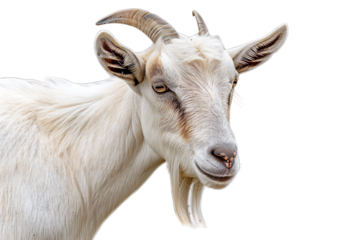White Goat with Curved Horns and Beard, Isolated on Transparent Background, PNG.