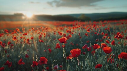 Obraz premium Field of red poppies in a landscape