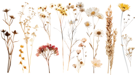 Dried flower
